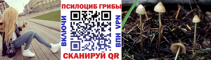 Псилоцибиновые грибы Cubensis  Магадан 
